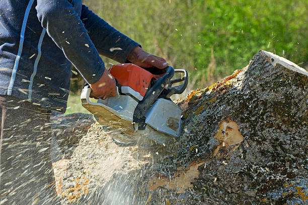 Best Emergency Tree Service  in Carbondale, CO